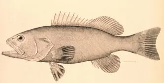 Black grouper: side view for identification