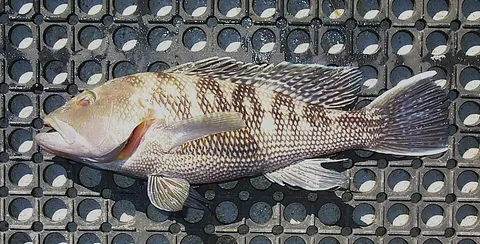Black sea bass: side view for identification