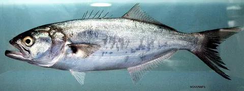 Bluefish: side view for identification