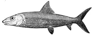 Bonefish: side view for identification