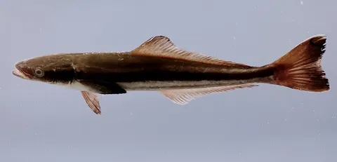Cobia: side view for identification