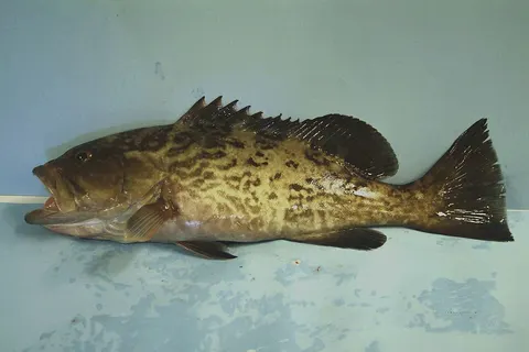 Gag grouper: side view for identification