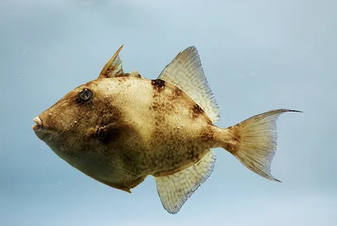 Gray triggerfish: side view for identification