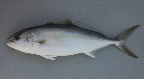 Greater amberjack: side view for identification