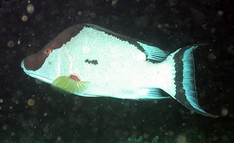 Hogfish: side view for identification