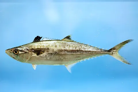 King mackerel: side view for identification