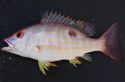 Lane snapper: side view for identification