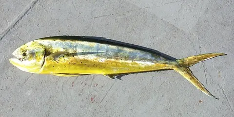 Dolphinfish (mahi-mahi): side view for identification