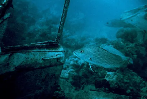 Gray (mangrove) snapper: side view for identification