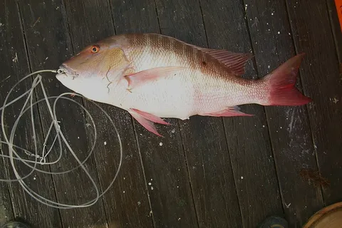 Mutton snapper: side view for identification