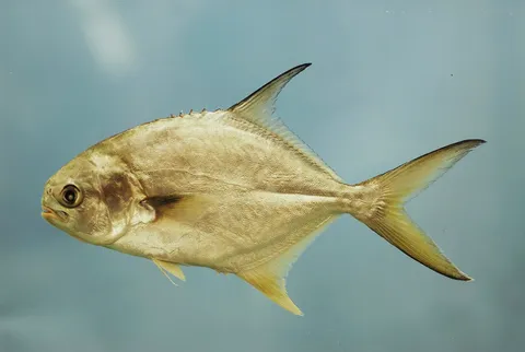 Permit: side view for identification