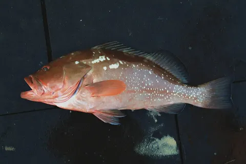 Red grouper: side view for identification
