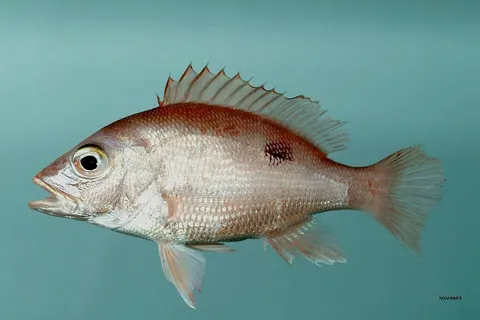 Red snapper: side view for identification