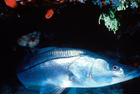 Common snook: side view for identification