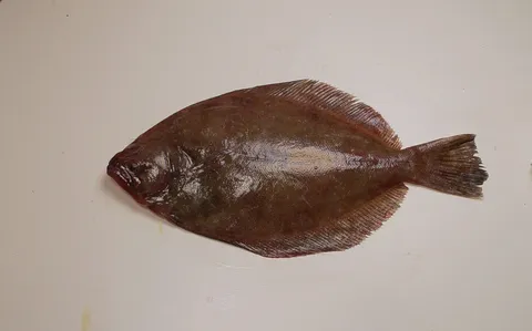 Southern flounder: side view for identification