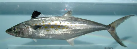 Spanish mackerel: side view for identification