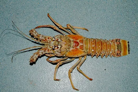 Spiny lobster: side view for identification