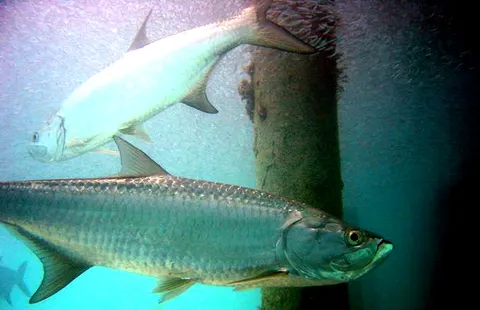 Tarpon: side view for identification
