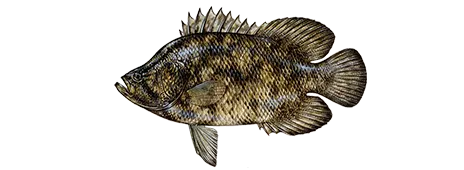 Tripletail: side view for identification