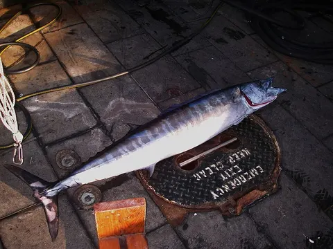 Wahoo: side view for identification