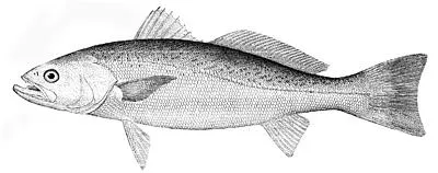 Weakfish: side view for identification