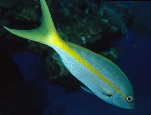 Yellowtail snapper: side view for identification